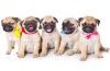 Good Caring Pug puppies are ready for re-homing