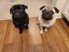 Pugs need a home in Michigan