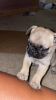 Pug puppy For Sale