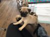 Amazing Litters of Pug Puppies