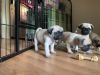 Healthy T-cup Pug Puppies