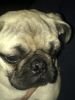 Baby pug for cheap