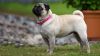 Pug Puppies for Sale NY - Central Park Puppies