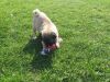 New Registered Female and Male PUG Puppies/ (CKC)