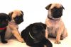 Beautiful Chunky Black & Fawn Coloured Pugs