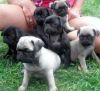 Pug Puppies For Rehoming