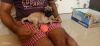PUG Female 46days old for Sale