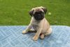 Fawn Pug Looking For A Lovely Home