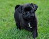 PUG MALE FEMALE PUPPIES ARE AVAILABLE FOR HOME xxxxxxxxxx