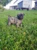 Brindle Male Pug Puppy AKC registered