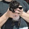 Exotic pug puppies for sale