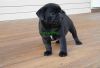 sweety pug puppies for sale