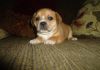 Potty trained Puggle litters
