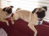 CUTE PUG PUPPIES AVAILABLE