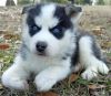 blue eyes Siberian husky puppies