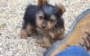 Small Size Yorkie puppies