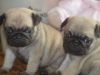 Stunning Fawn/apricot Pug Puppies For Sale