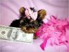 Teacup Yorkie Puppies For X-mas