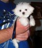 cutie maltese puppy for adoption