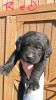 chesadore puppies for sale