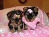 Yorkshire Terrier puppies ready
