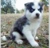 I Have 1 Female And 1 Male Husky Puppies