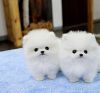 Two Pomeranian Puppies For Adoption.(xxx) xxx-xxx6