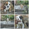 Ukc Pocket Bullies tri carriers Available
