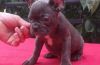 Home Trained male and female French Bulldog