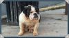 Available Olde English Bulldogge In New Jersey