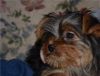 cute and lovely yorkie puppy for sale.