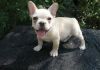french bulldog puppies for available now