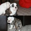 Champion Sired English Bulldogs For Sale