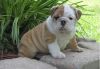 Adorable, wrinkly English Bulldog puppy for sale