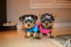 Yorkie male and Female pups
