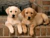 Best pets Price or Lowest cost male LAB pups Pet Are Sale