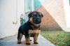 German Shepherd puppies for sale show quality puppies with kci