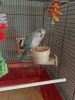 For sale quaker parrot