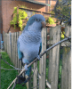 FriendlyThree year old Quaker Parrot