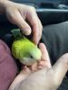 Quaker Parrot- Green Opaline