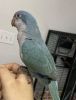 Blue quaker parrot