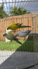 Quaker parrot mutations
