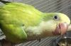 GORGOEUS HAND FED quaker parrot baby very tame