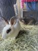 Two healthy rabbits for sale