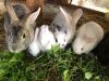 baby bunnies for sale
