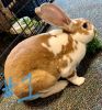 Rex Rabbits For Adoption