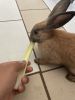 Rabbits for rehoming