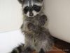 Raccoons puppy for sale . Affortable prices
