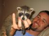 Raccoon puppies for sale now Text xxx-xxx-xxxx