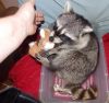 baby Racoons for sale